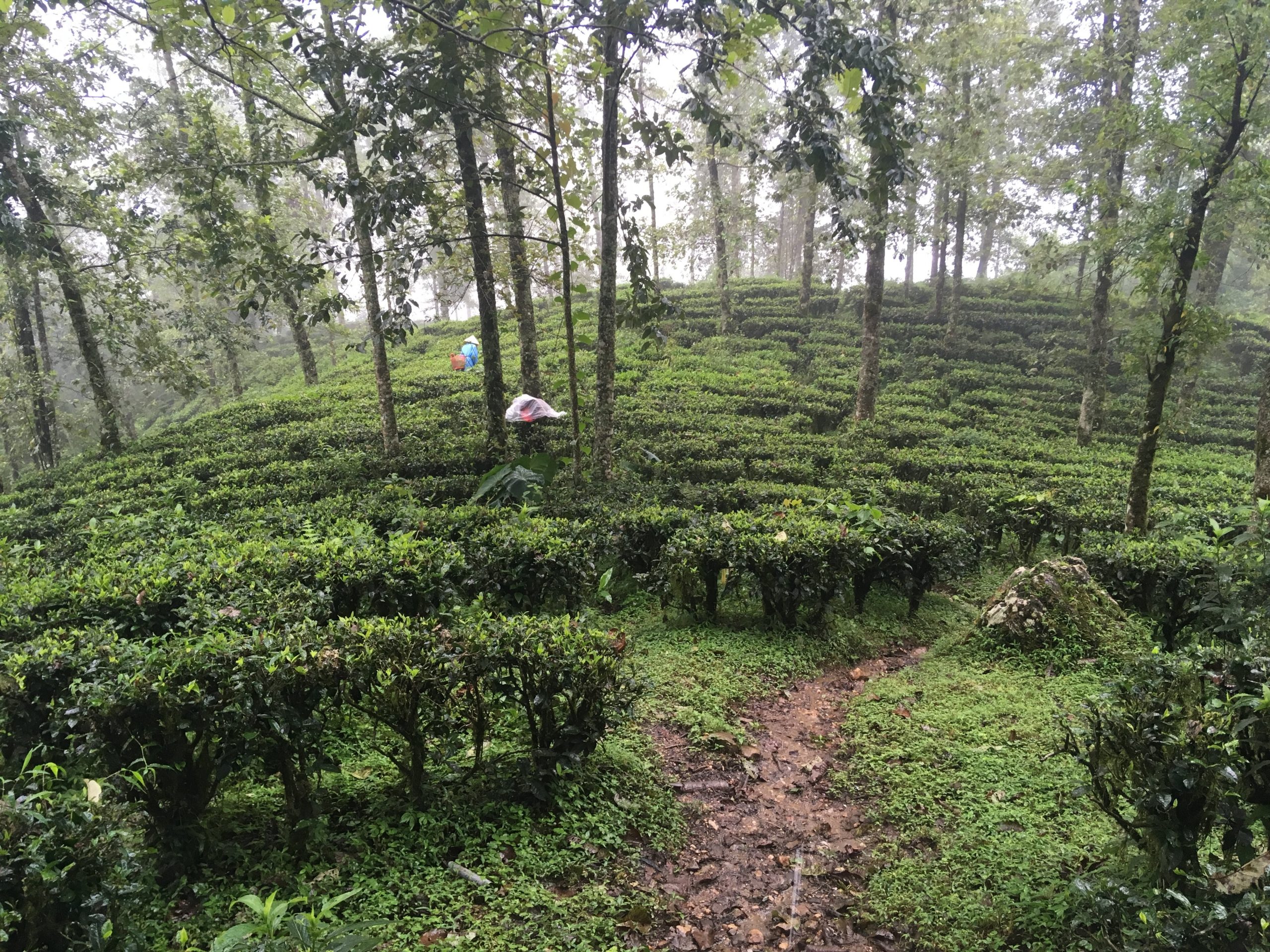 Trà shan tuyết Sapa: Uống gì, gọi lúc nào tại Sky View